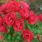 images-30.jpg
