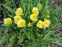 evening primrose.jpg