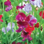 images-84.jpg