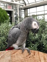 parrot.jpeg