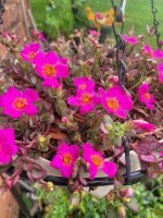portulaca.jpg