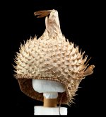 porcupine fish helmet.jpg porcupine fish helmet.jpg