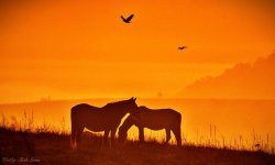 sun and horses.jpg sun and horses.jpg