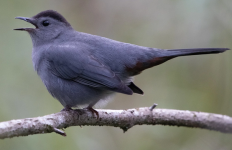 cat bird.png cat bird.png