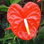 images-92.jpg