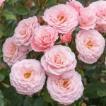 images-66.jpg