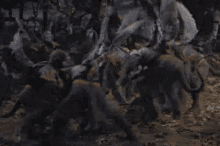 winged monkeys.gif winged monkeys.gif