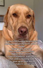 dog.jpg