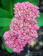 images-58.jpg