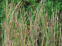 cattails end of season.jpg