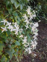 wild clematis.jpg