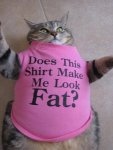 cat-fat shirt.jpg