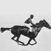 the_gallop_animated_avatar_100x100_30412.gif