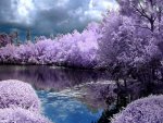 PURPLE-SPRING-Wallpaper__yvt2.jpg