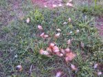 chickens.jpg chickens.jpg