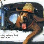 Truck-Driver-Dog-150x150.jpg