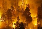 forest fire.jpg