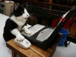cat20typingcccccx.jpg