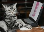 43538-Grumpy-Cat-at-keyboard-qMKU.jpg