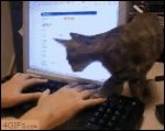 moving-animated-picture-of-cat-getting-comfortable-on-computer-keyboard.jpg