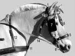 horse.jpg