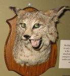 o-HILARIOUSLY-BAD-TAXIDERMY-facebook.jpg