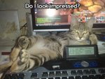 funny-cat-computer-game-keyboard1.jpg