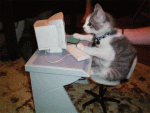56179-cat-on-keyboard-typing.gif