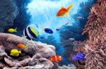 3d-animation-fish.jpg