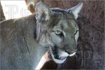 Mountain-Lion-189042.jpg