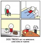 dog tricks by humans.jpg