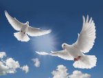 two-white-dove-flying_96969-1400x1050.jpg