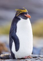 penguin.jpeg