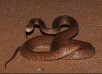 brownsnake.jpg