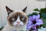 morning-quickies-grumpy-cat-american-idol-and-lohans-28597.jpg