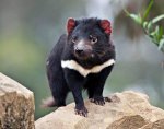 save-the-tasmanian-devil-03.jpg