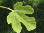 fig leaf.jpg