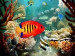 tropical-fish-3d-screensaver-398226.jpg