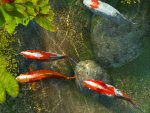 koi-fish-3d-screensaver.jpg