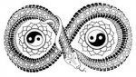 yinyang-snake2.jpg
