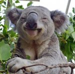 koalas-wild-life-sydney-zoo.jpg