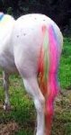 pony.jpg