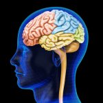 1379367760_sch drugs brain tissue.jpg
