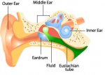 Human_Ear.JPG