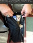 cat in backpack.jpg