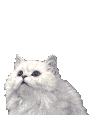 kittyinthewindowds4oj6pq.gif