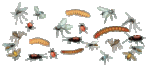 bugs.gif