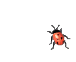 ladybird04.gif