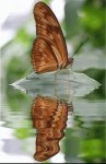 Keefers_AnimatedButterflies158.jpg