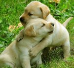 pet-hugs.jpg